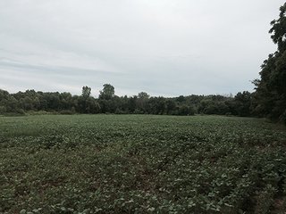 Property photo 13 - LAND AUCTION, 55+/- Acres offered in 2 tracts